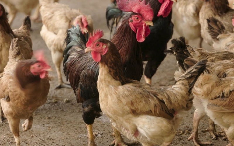 Giá gà hôm nay 04/06