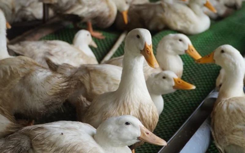 Giá vịt hôm nay 04/06