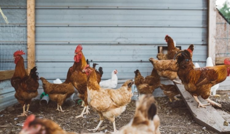 Giá gia cầm hôm nay 04/06/2022: Thêm một ngày bình ổn