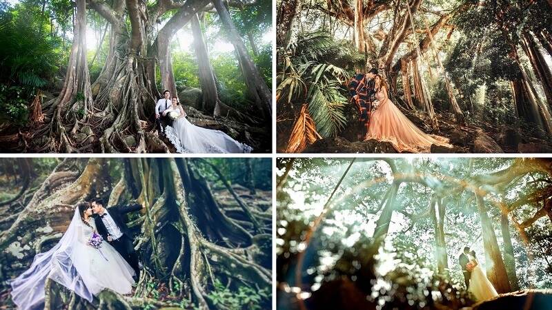 Cây Đa Ngàn Năm - Địa điểm chụp ảnh cưới đẹp tại Đà Nẵng