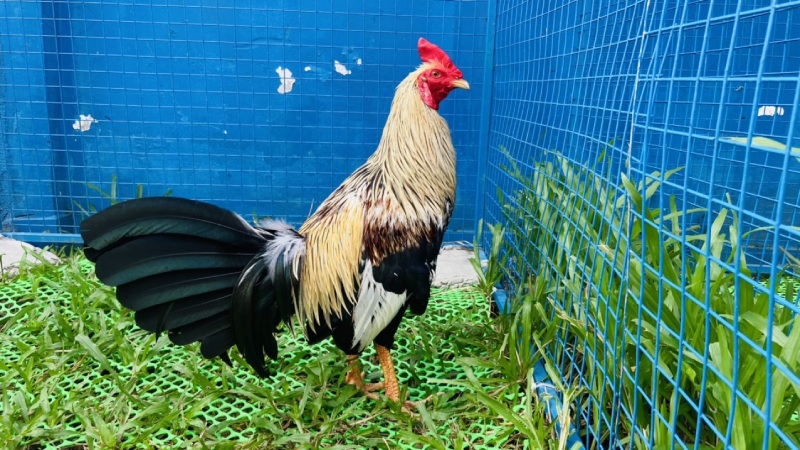 Giá gà hôm nay 06/06