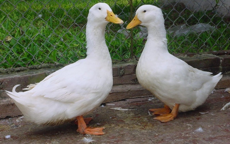 Giá vịt hôm nay 06/06