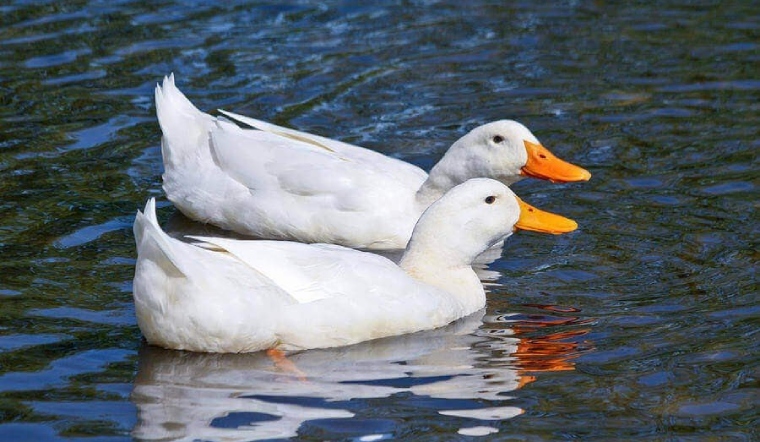 Giá gia cầm hôm nay 06/06/2022: Đi ngang ngày đầu tuần