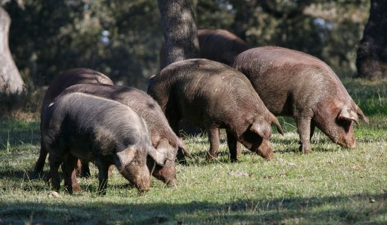 Giá heo hơi hôm nay 6/6/2022: Cả miền đi ngang ở phiên giao dịch đầu tuần