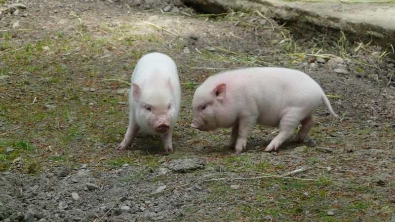 Giá heo hơi hôm nay 6/6 tại miền Bắc