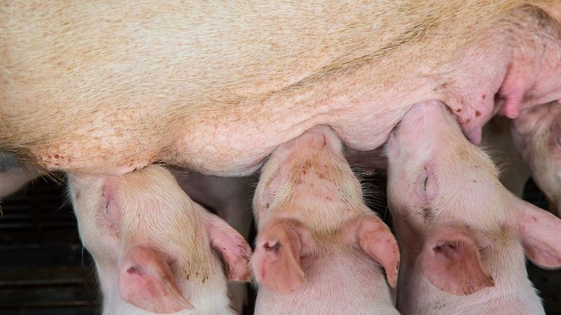 Giá heo hơi hôm nay 6/6 tại miền Nam