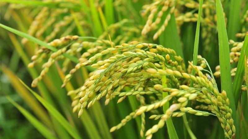  Giá lúa hôm nay 6/6