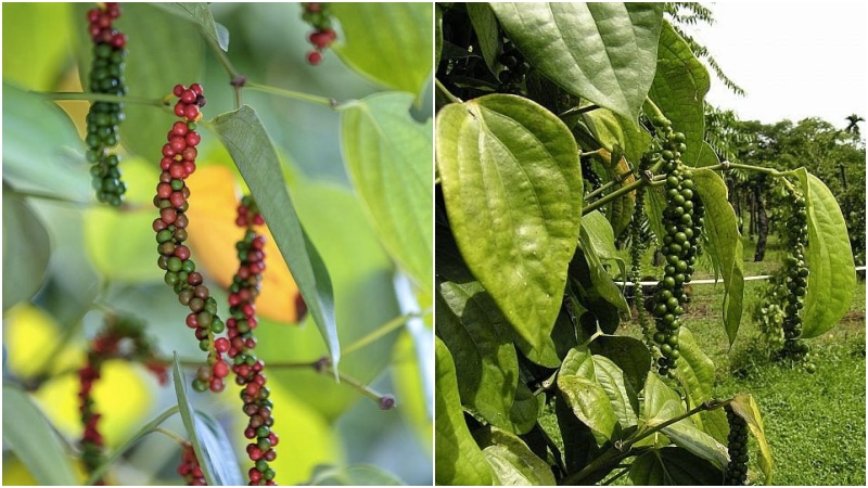 Giá tiêu hôm nay 7/6/2022 trong nước Giá tiêu hôm nay 7/6/2022 trong nước