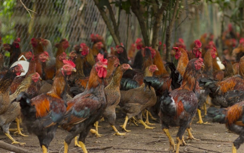 Giá gà hôm nay 07/06