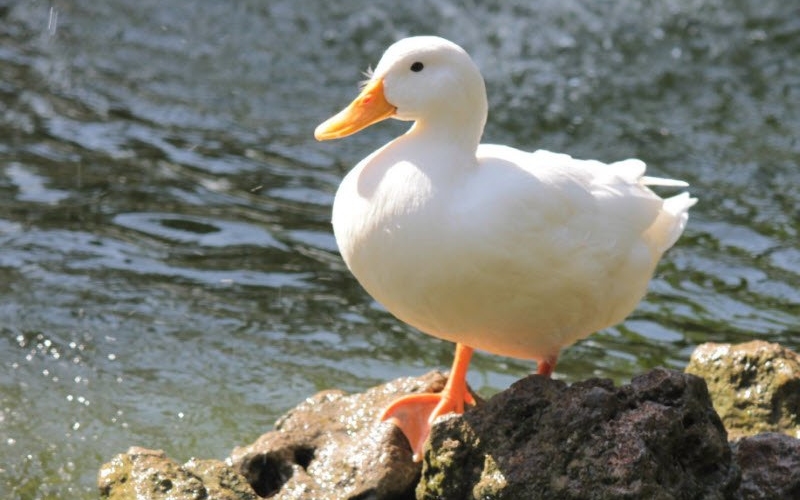 Giá vịt hôm nay 07/06