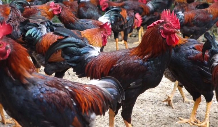 Giá gia cầm hôm nay 07/06/2022: Gà Minh Dư đồng loạt tăng giá trên cả nước