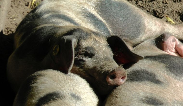 Giá heo hơi hôm nay 7/6/2022: Giảm 1.000 đồng/kg tại miền Nam