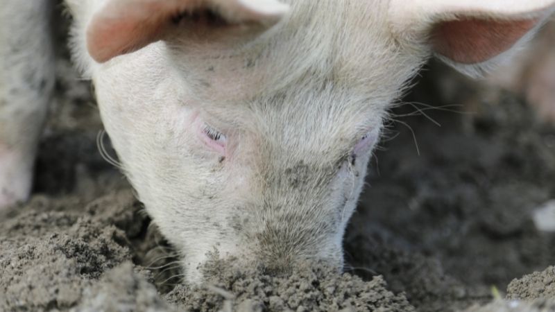 Giá heo hơi hôm nay 7/6 tại miền Bắc