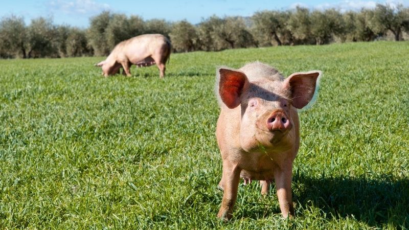 Giá heo hơi hôm nay 7/6 tại miền Trung, Tây Nguyên