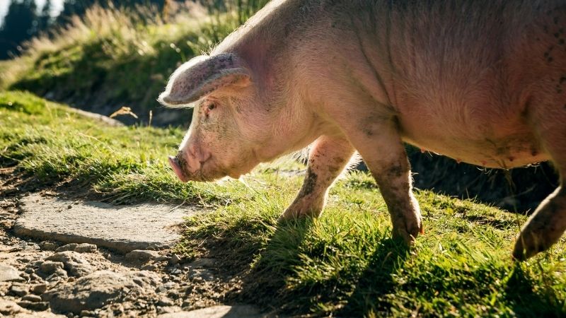  Giá heo hơi hôm nay 7/6 tại miền Nam