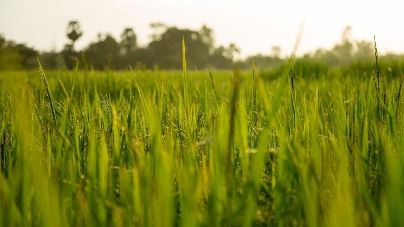  Giá lúa hôm nay 6/6