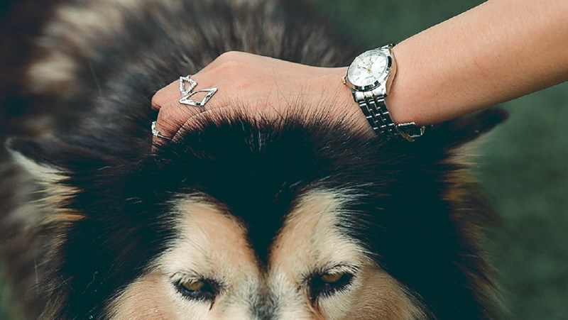 ORIENT 26.8 mm Nữ SSZ3W001W0