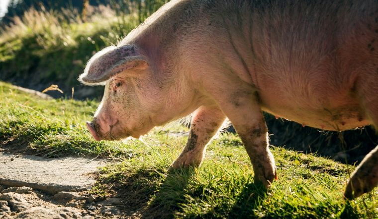 Giá heo hơi hôm nay 8/6/2022: Miền Nam giảm nhẹ 1.000 đồng/kg