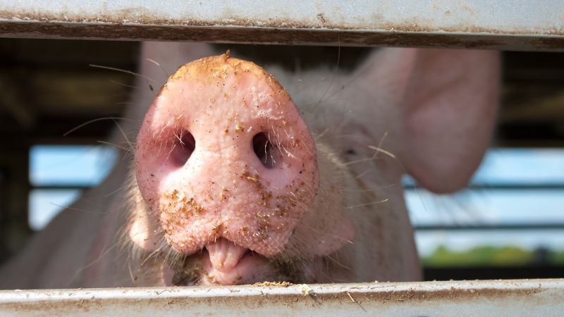 Giá heo hơi hôm nay 8/6 tại miền Bắc