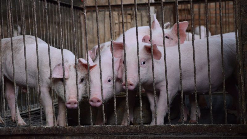 Giá heo hơi hôm nay 8/6 tại miền Trung, Tây Nguyên