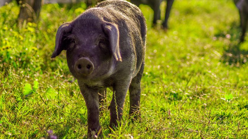  Giá heo hơi hôm nay 8/6 tại miền Nam