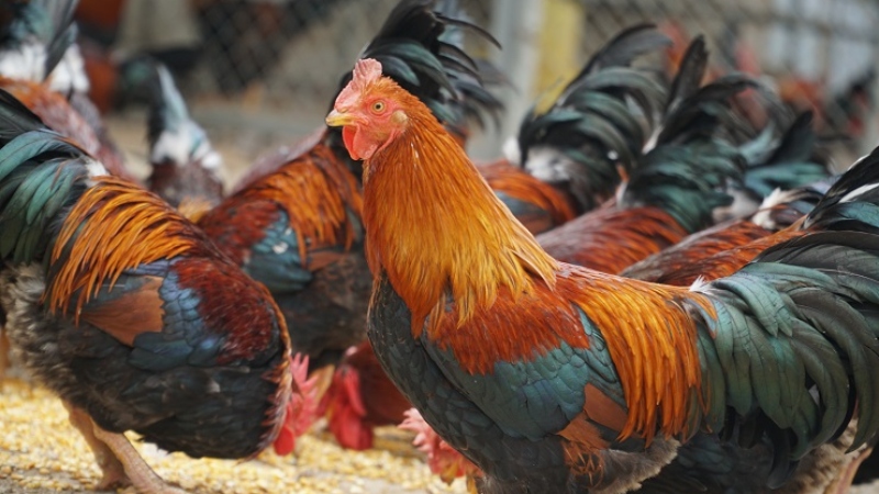 Giá gà hôm nay 08/06