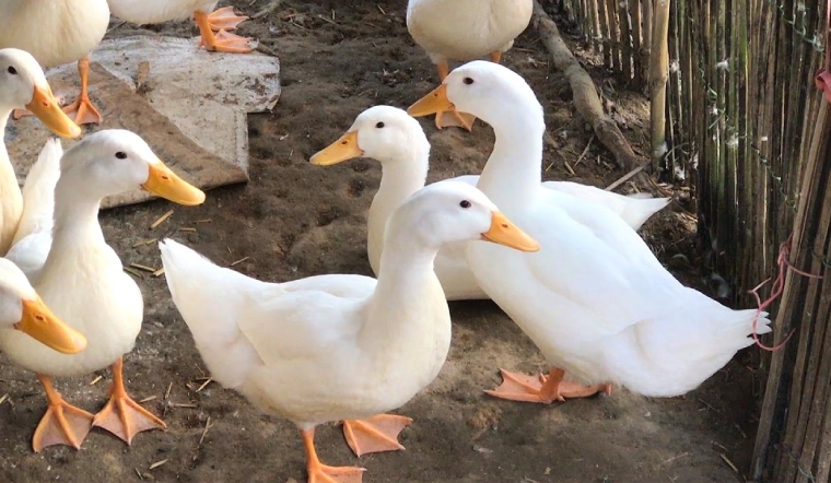 Giá gia cầm hôm nay 08/06/2022: Giá bán bình ổn sau 1 ngày tăng giá