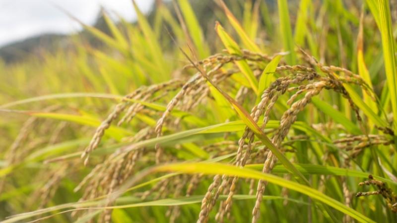 Giá lúa hôm nay 8/6