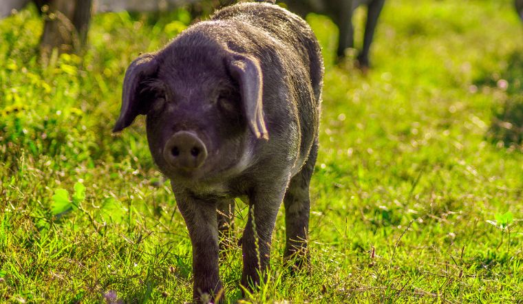 Giá heo hơi hôm nay 9/6/2022: Lặng sóng trên cả nước