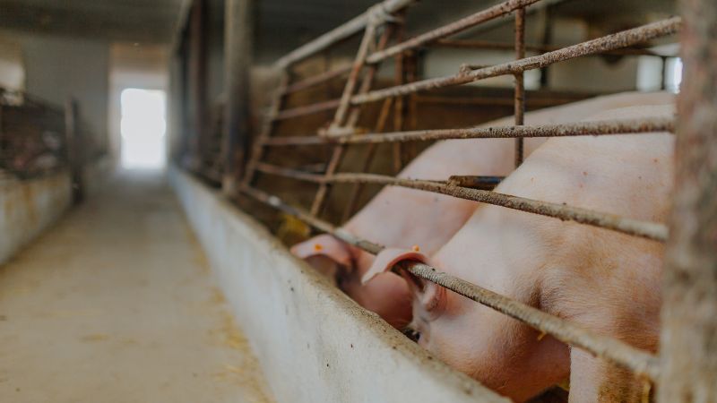 Giá heo hơi hôm nay 9/6 tại miền Bắc Giá heo hơi hôm nay 9/6 tại miền Bắc