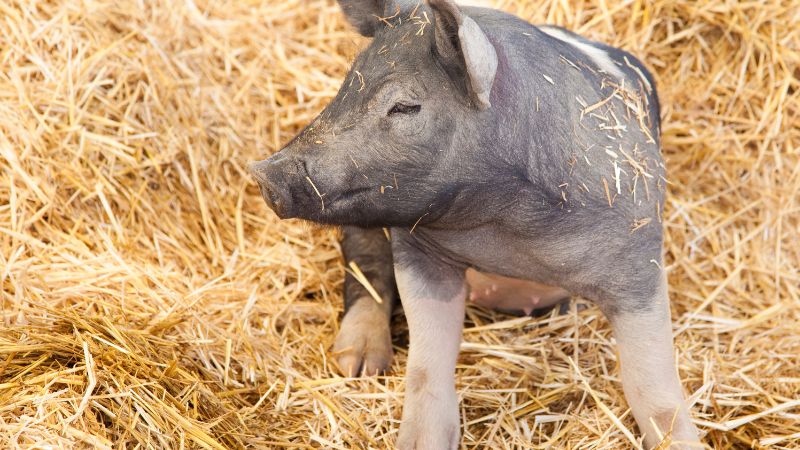 Giá heo hơi hôm nay 9/6 tại miền Nam Giá heo hơi hôm nay 9/6 tại miền Nam