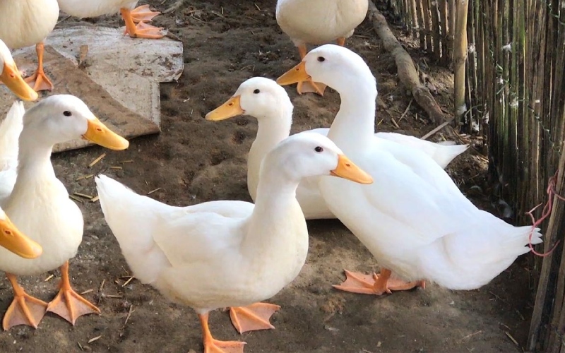 Giá vịt hôm nay 09/06 Giá vịt hôm nay 09/06