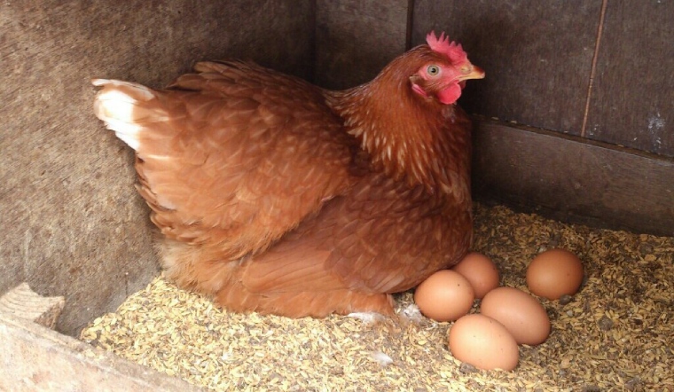 Giá gia cầm hôm nay 09/06/2022: Thêm một ngày giá bán không đổi