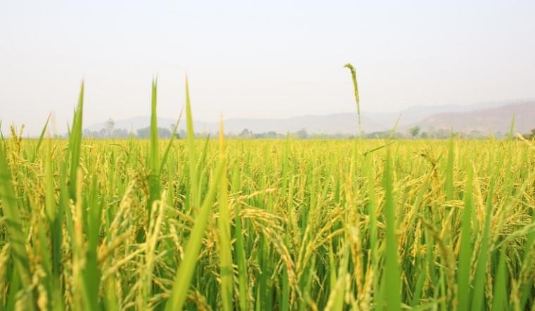 Giá lúa gạo hôm nay 9/6/2022: Duy trì đi ngang ở nhiều giống lúa gạo