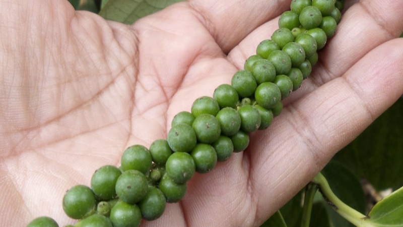 Giá tiêu thế giới Giá tiêu thế giới