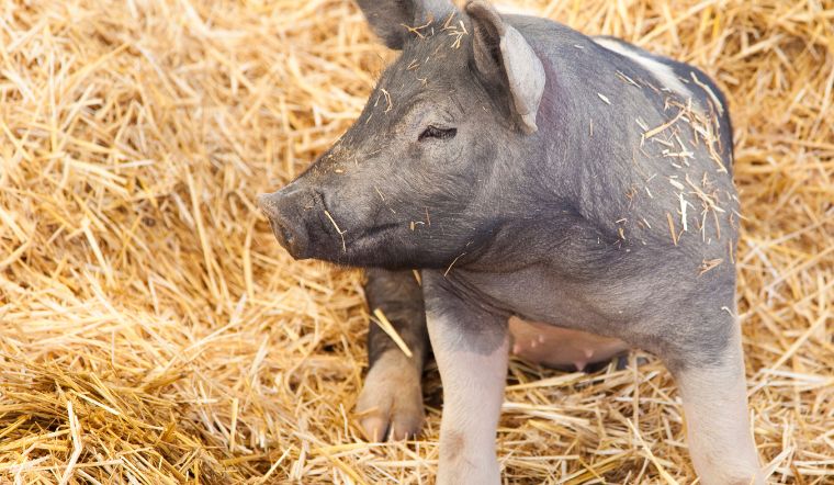 Giá heo hơi hôm nay 10/6/2022: Không ghi nhận thay đổi mới