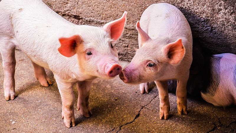 Giá heo hơi hôm nay 10/6 tại miền Bắc 