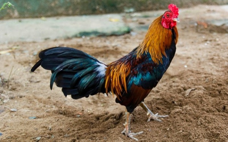 Giá gà hôm nay 10/06