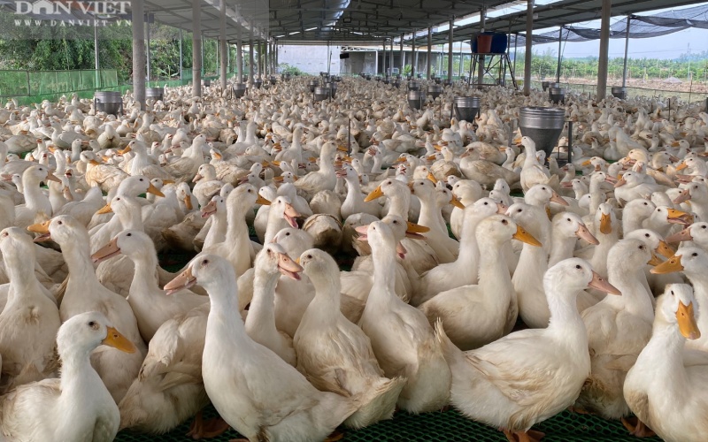 Giá vịt hôm nay 10/06