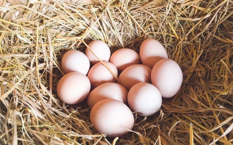 Giá trứng gà hôm nay 10/06