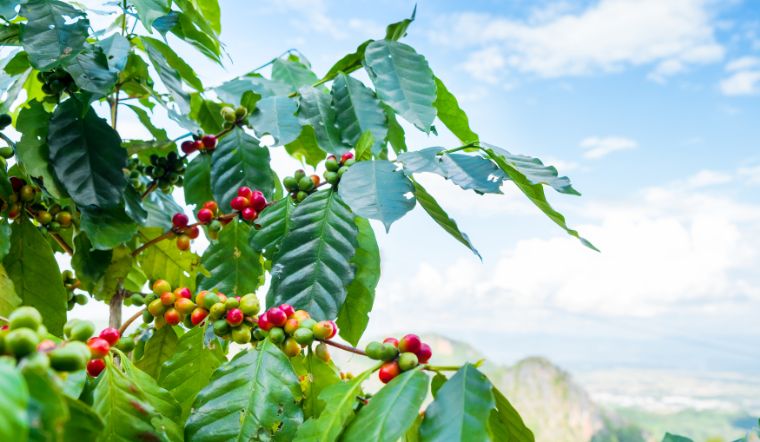 Giá cà phê hôm nay 10/6/2022: Giá cà phê dao động từ 41.700đ - 42.300đ/kg