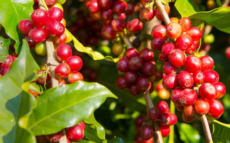 Giá cà phê trong nước hôm nay Giá cà phê trong nước hôm nay