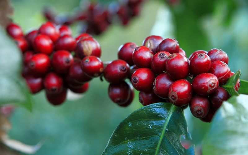 Giá cà phê Robusta giao dịch tại London Giá cà phê Robusta giao dịch tại London