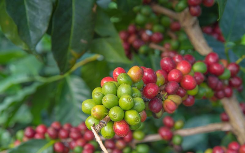 Giá cà phê Arabica giao dịch tại New York Giá cà phê Arabica giao dịch tại New York