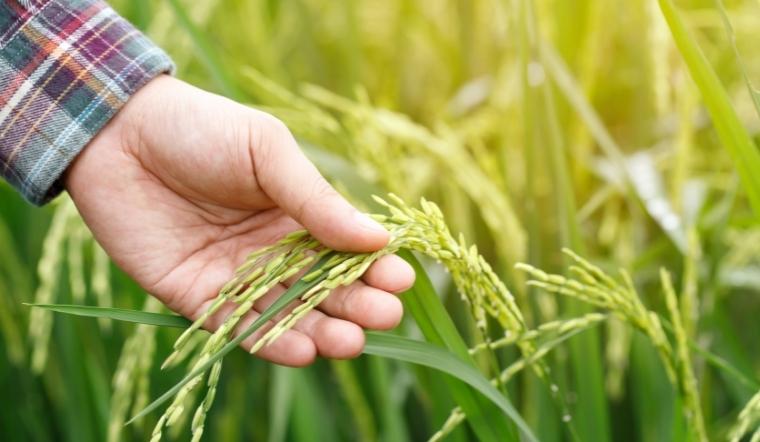 Giá lúa gạo hôm nay 11/6/2022: Tiếp tục chững giá trong ngày cuối tuần