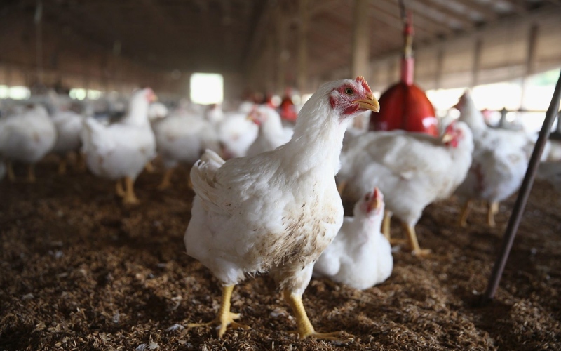 Giá gà hôm nay 11/06