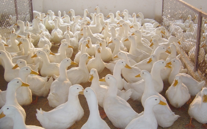 Giá vịt hôm nay 11/06