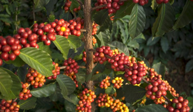 Giá cà phê hôm nay 11/6/2022: Giá lại tiếp tục giảm thêm 200đ/kg