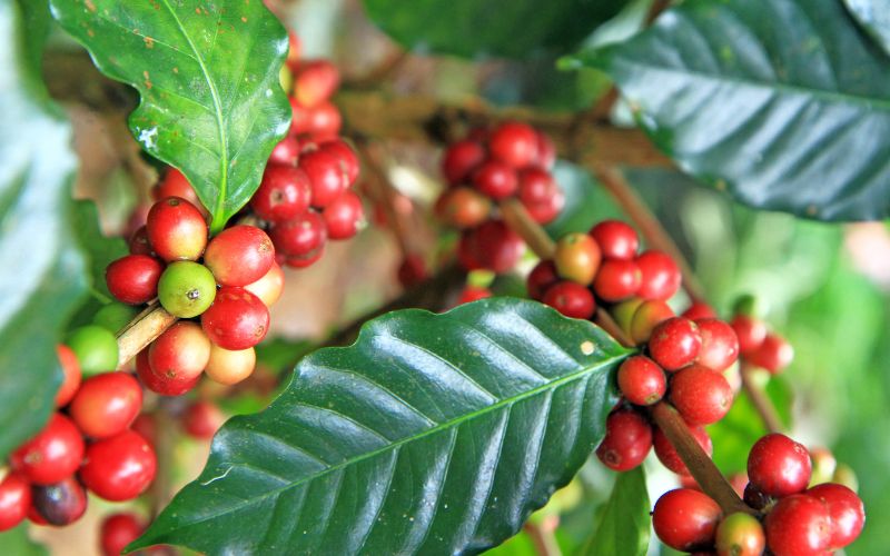 Giá cà phê trong nước hôm nay