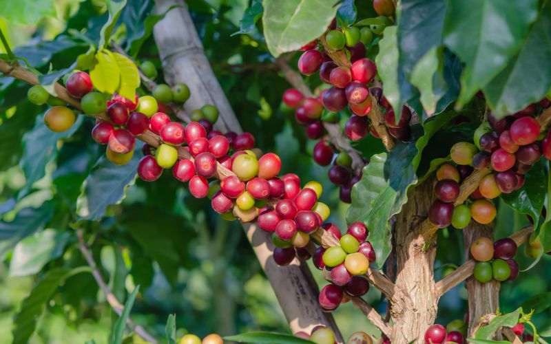 Giá cà phê Arabica giao dịch tại New York